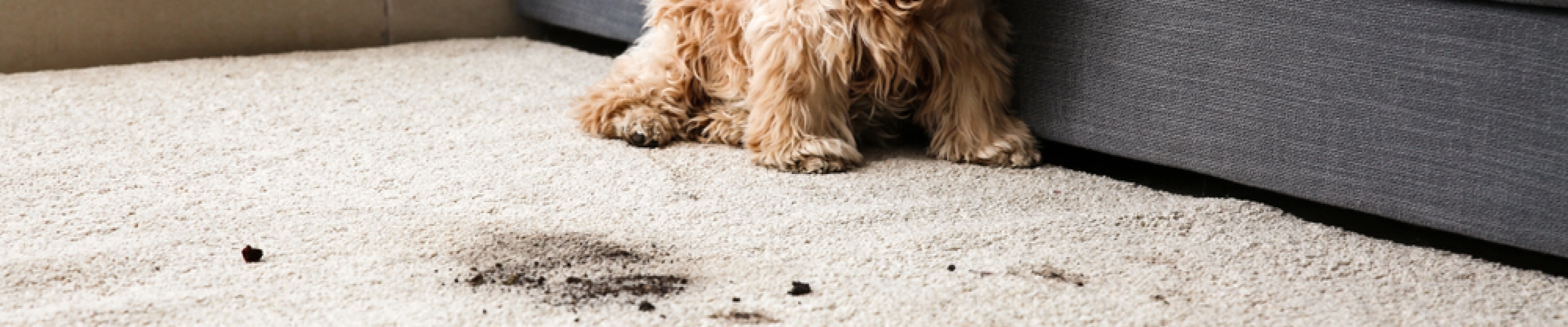 carpet cleaning in new jersey, carpet cleaning in new jersey, carpet cleaning new jersey, carpet cleaners in new jersey, carpet cleaners in new jersey, commercial carpet cleaning, commercial carpet cleaning in new jersey, new jersey rug cleaners, rug cleaning services in new jersey, same day carpet cleaning, same day rug cleaning