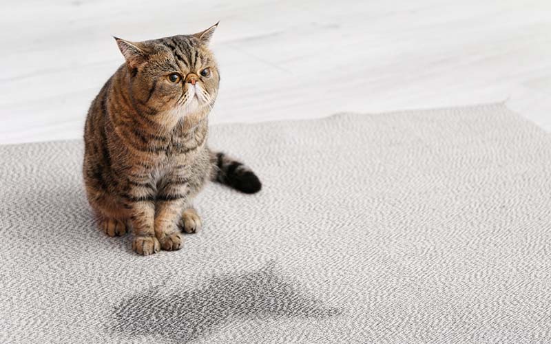 carpet cleaning in new jersey, carpet cleaning in new jersey, carpet cleaning new jersey, carpet cleaners in new jersey, carpet cleaners in new jersey, commercial carpet cleaning, commercial carpet cleaning in new jersey, new jersey rug cleaners, rug cleaning services in new jersey, same day carpet cleaning, same day rug cleaning